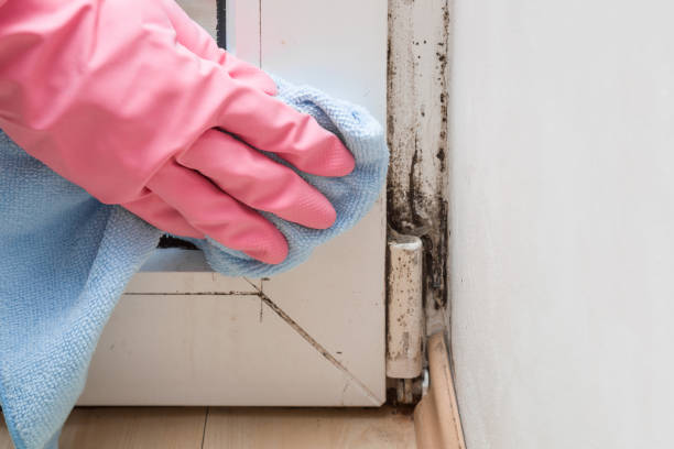 Certified Mold Removal in Barnwell, SC